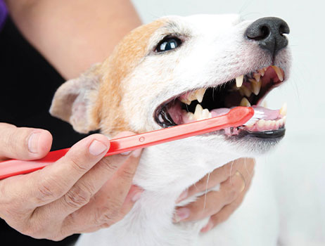 Brushing Up On Your Pet's Dental Health