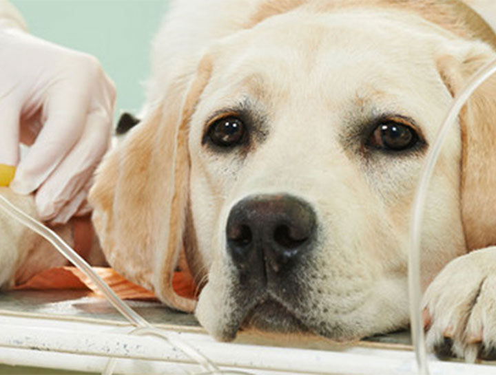 Amherst Veterinary Surgeries